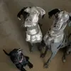 Tail Wagging Titans 🐾