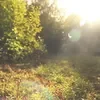 ionsive