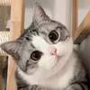 jhllosywwd8