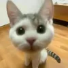 sg0zuomrtzr