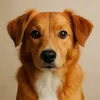 Pawfectly Supplement