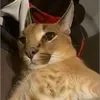 purr.hg1