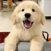 dkokxiqqsgq