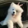 mihmlpsirlc