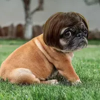 Adorable Pet Short Hair Wig Headband - Cute, Playful Hair Accessories for Dogs & Cats, All-Seasons Fun Valentine's Day Gift, Cute Hair Accessories