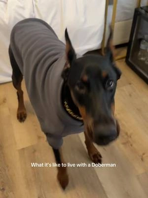 Mind you it’s 7am and we just got dressed  She’s in the color steel grey in a 4xl #dobermans_of_tiktok #dobermanpinscher #funnydoberman #albinodoberman #albinodobermanclub #whitedoberman #whitedoberman  