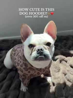 how cuteeee❤️ #dogsoftiktok #doghoodie #comfrt #frenchie #frenchbulldog 