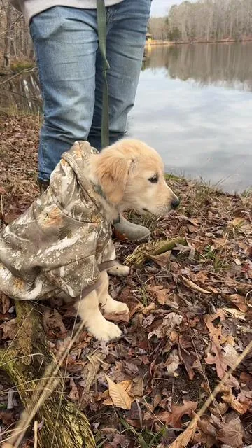 I checked out so fast!! As of this am 4 sizes were back in stock in the Comfrt Camo print for the paw hoodie!!!!! If you need help sizing just comment below! 