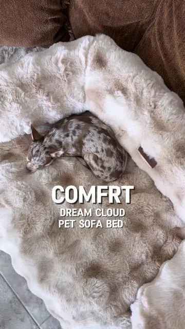 These sold out so fast last time!!! #petbed #dogbed @Comfrt ♥️ Dream Cloud Pet Sofa Bed is washable & aesthetically pleasing. My dog Sundae loves it. And it keeps her relaxed & comfortable.  Available now on TikTok Shop! 