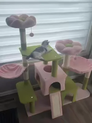they have a mansion now #pawz #cattree #foryou #fyp #pawzcattree @PAWZ Road Store 