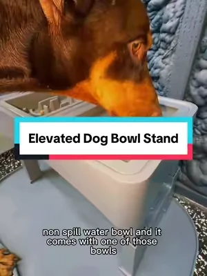 We will never know that their back hurts cause they don’t know how to tell us 😭  #DealsForYouDays #SummerWins #summeressentials #elevateddogbowl #doberman 