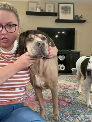 The way this instantly gives them a whole new personality. 😂🐾 #tiktokshop #summeressentials #dogproducts #dogmom #petfinds