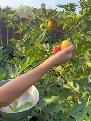 Fertilizante para  tu jardín #dealsforyoudays #summerwins #tiktokshopcreatorpicks #garden #jardin 