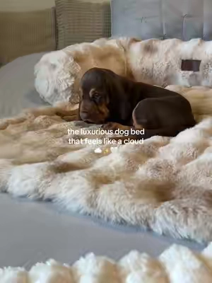 obsessed with how luxurious this @Comfrt Dream Cloud Pet Sofa Bed is✨ So plush and aesthetic🤍 #petbed#dogbed #comfrt 